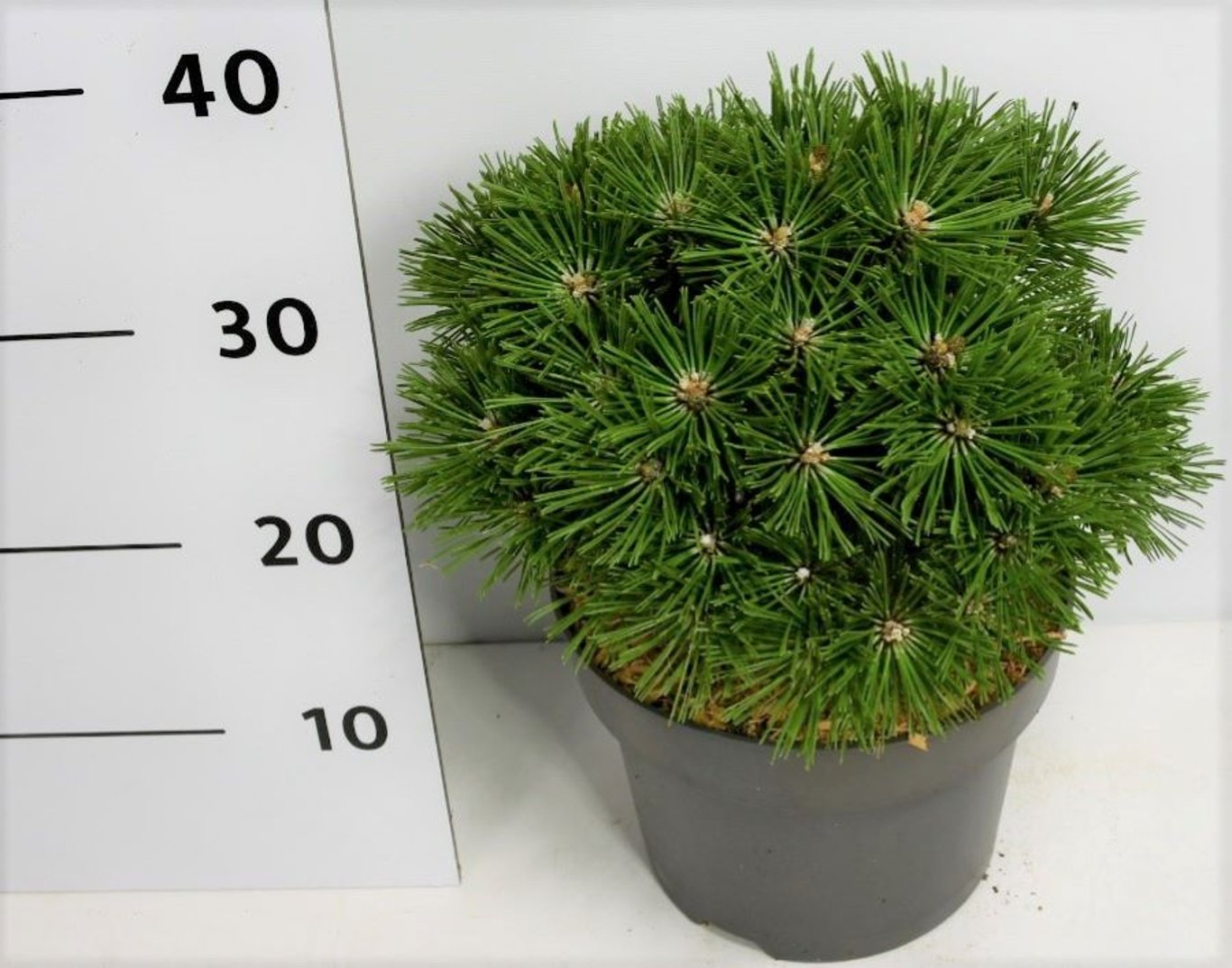 Pinus mugo 'Benjamin' - C5